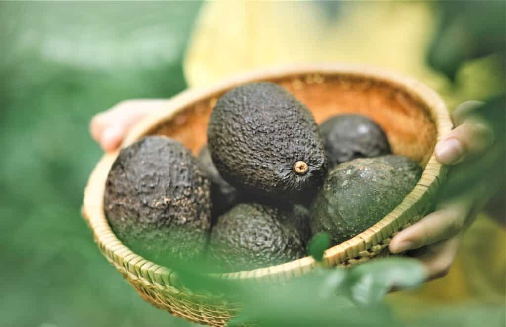 aguacate 2