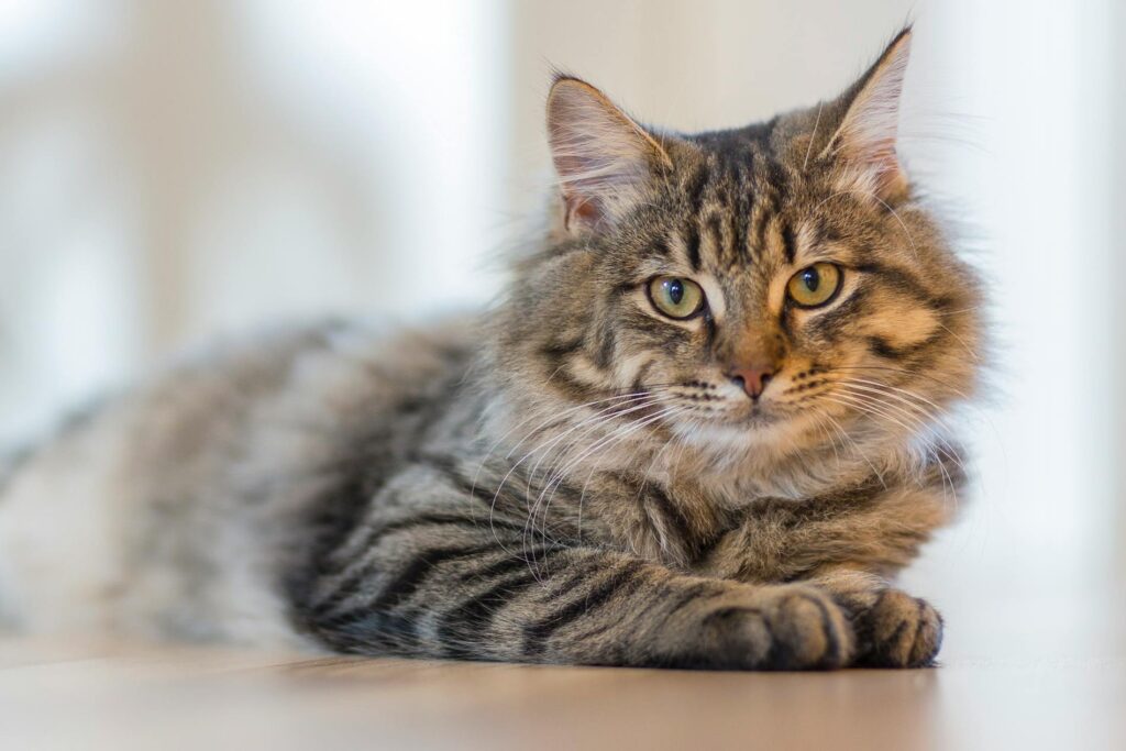 gato 1