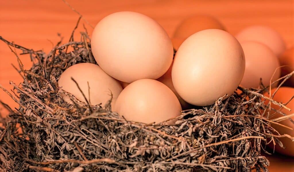 huevos 7 2