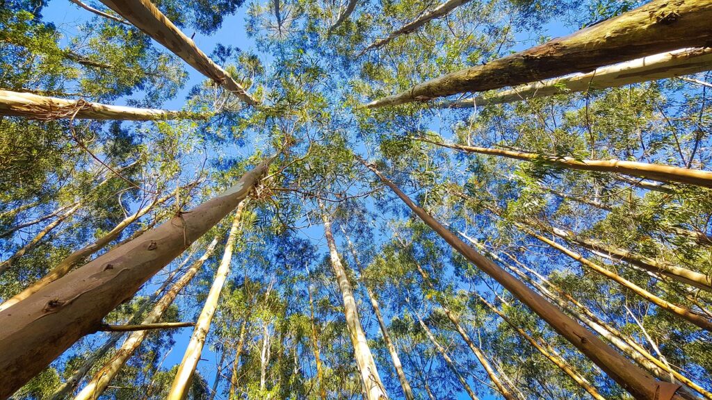 eucalyptus 2734066 1280