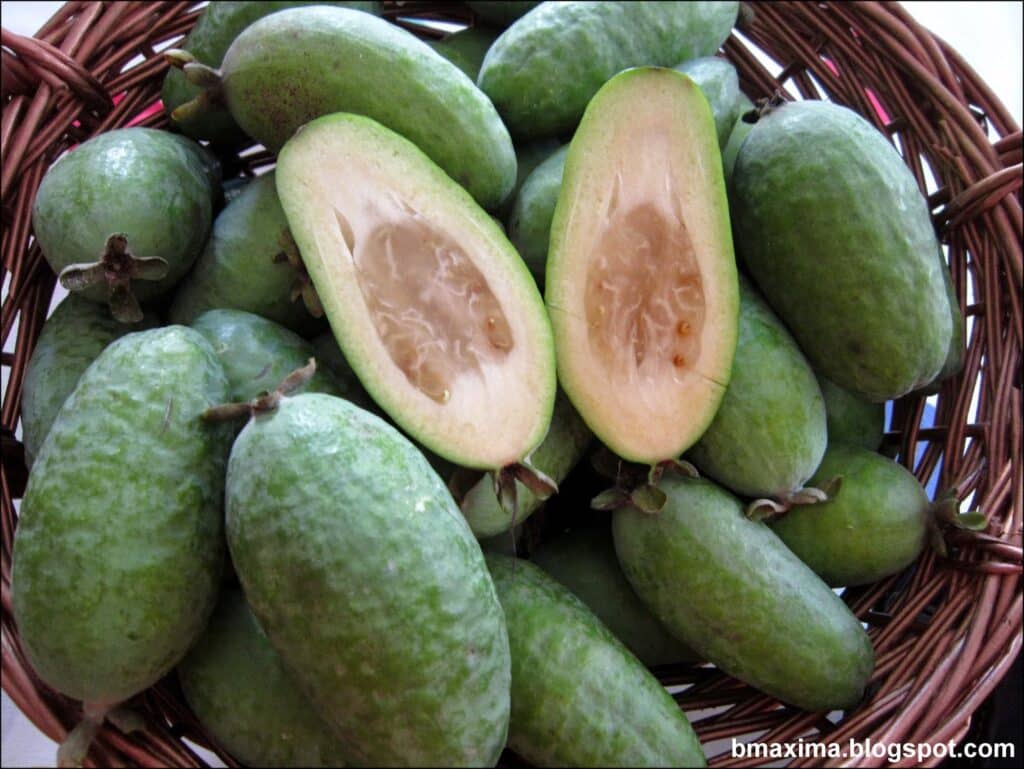 feijoa