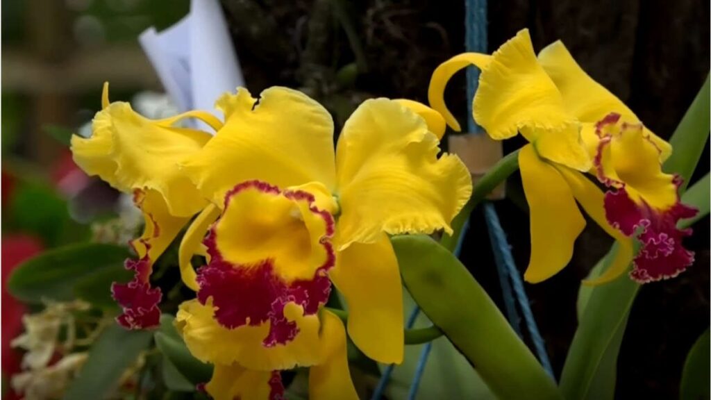 orquideas
