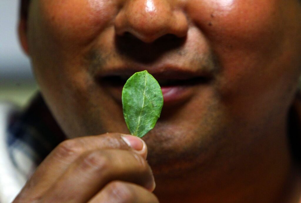 hoja de coca 1