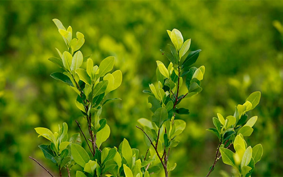 hoja de coca 3