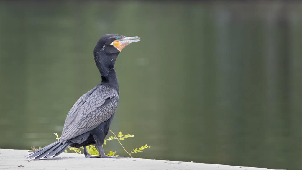 aves