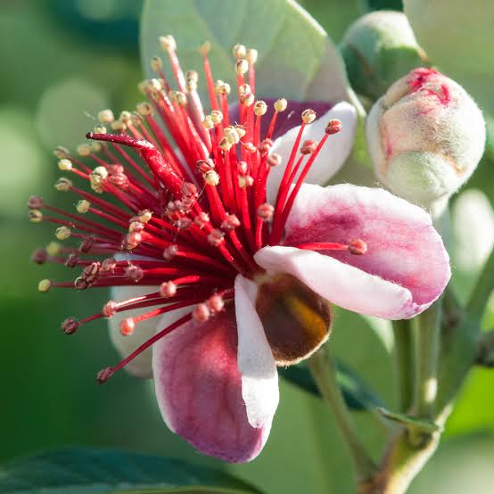 feijoa nota 2
