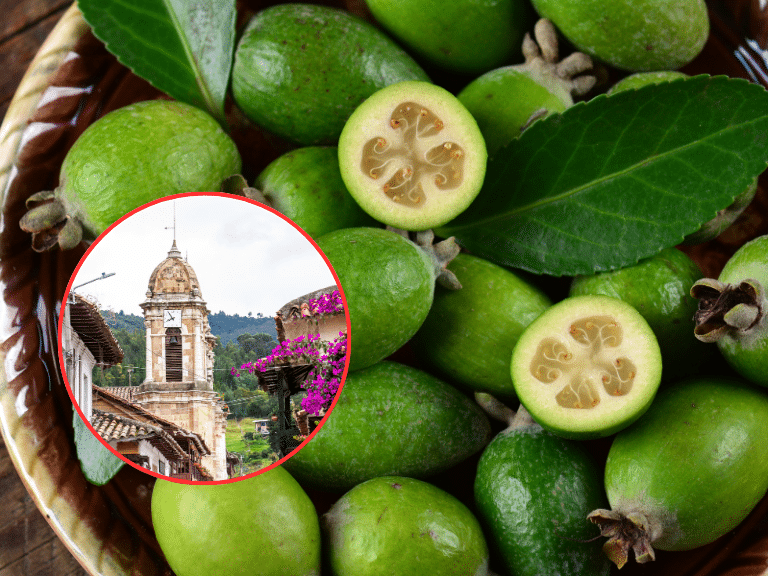 feijoa nota